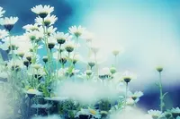 u=3346194237,289385619&fm=217&app=92&size=r3,2&n=0&g=4n&f=JPEG&fmt=auto.webp