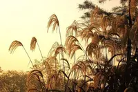u=2000476829,4208908815&fm=217&app=92&size=r3,2&n=0&g=4n&f=JPEG&fmt=auto.webp