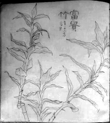 写生本 富贵竹.jpg