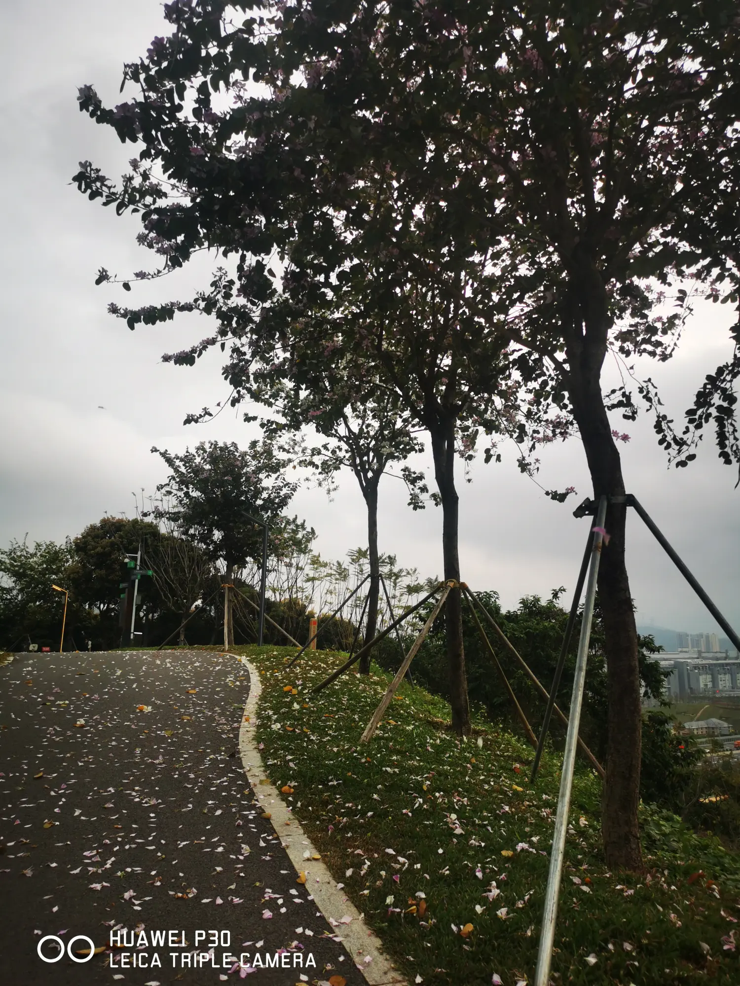 8962057-7b677fadd4705cc2.webp