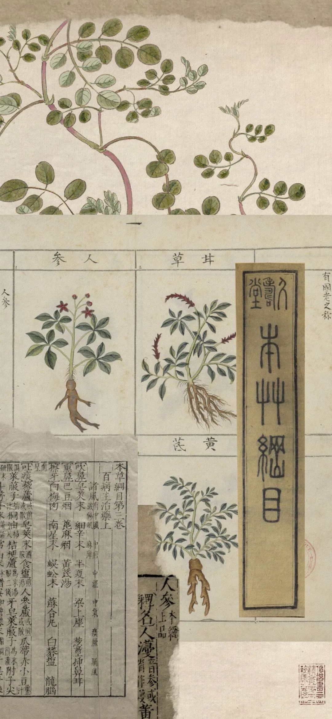 重温《本草纲目》 - 诗人作家档案库 重温《本草纲目》 - 诗人作家档案库
