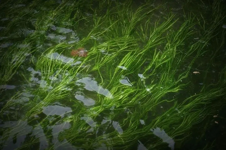 水草.webp.jpg
