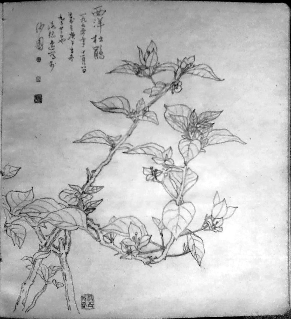 写生本 西洋杜鹃 01.jpg