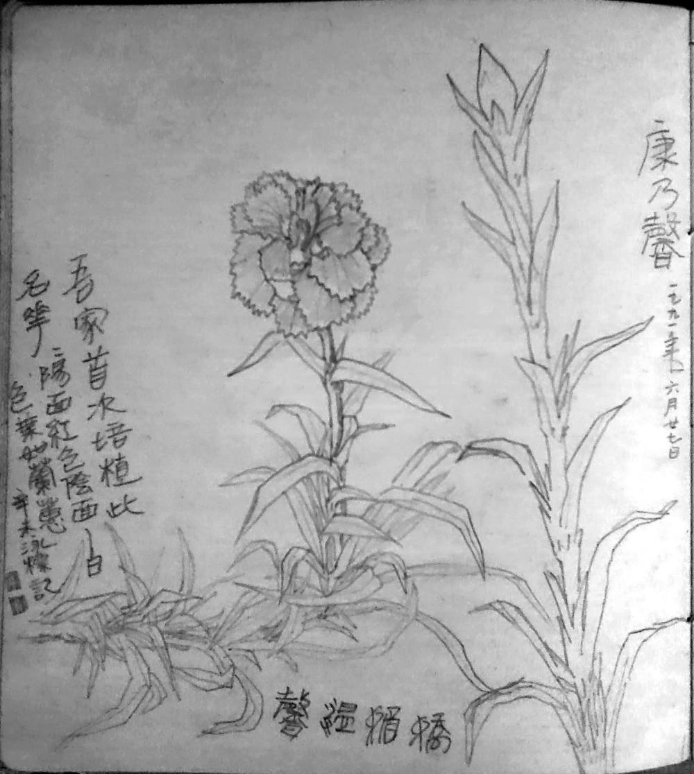 写生本 康乃馨.jpg