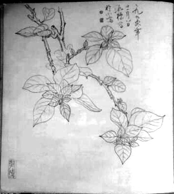 写生本 西洋杜鹃 02.jpg