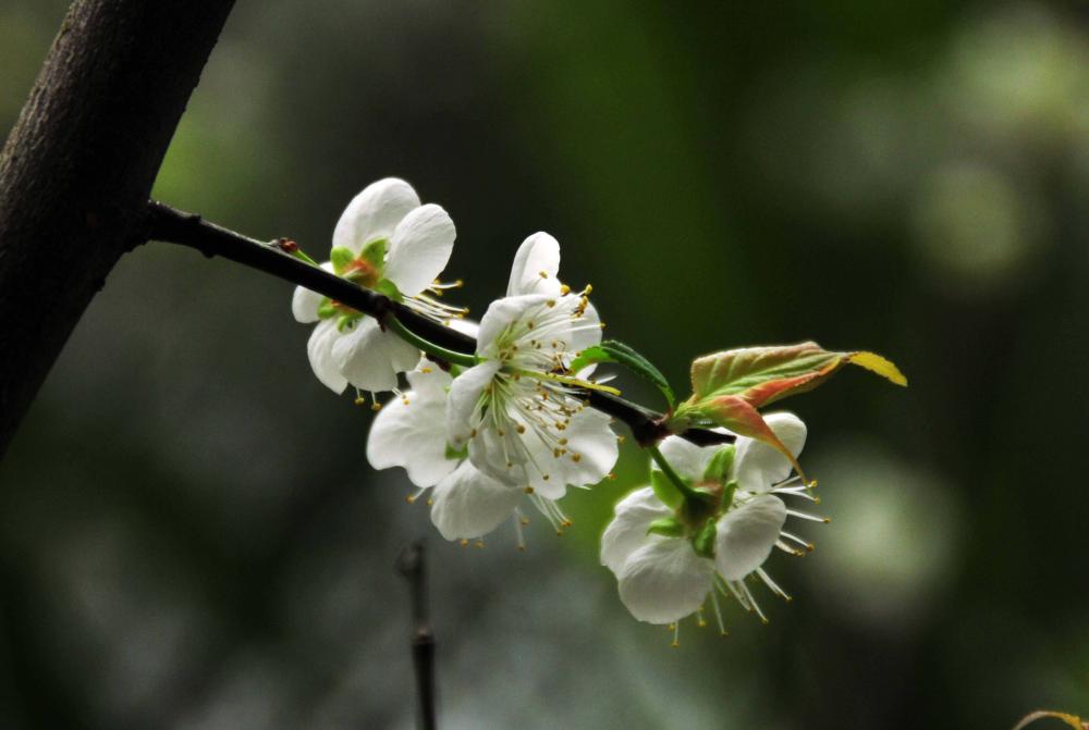 src=http%3A%2F%2Fimg.pconline.com.cn%2Fimages%2Fupload%2Fupc%2Ftx%2Fphotoblog%2F1212%2F29%2Fc3%2F16991338_16991338_1356774538906.jpg&refer=http%3A%2F%2Fimg.pconline.com.jpg