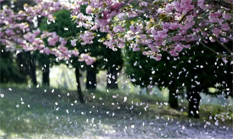 落花吟.png