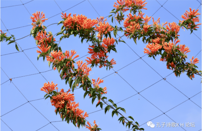 炮仗花.png