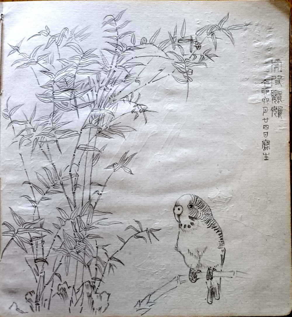 写生本 虎皮鹦鹉).jpg
