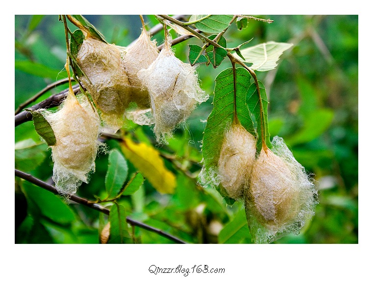 www.scsilk.jpg