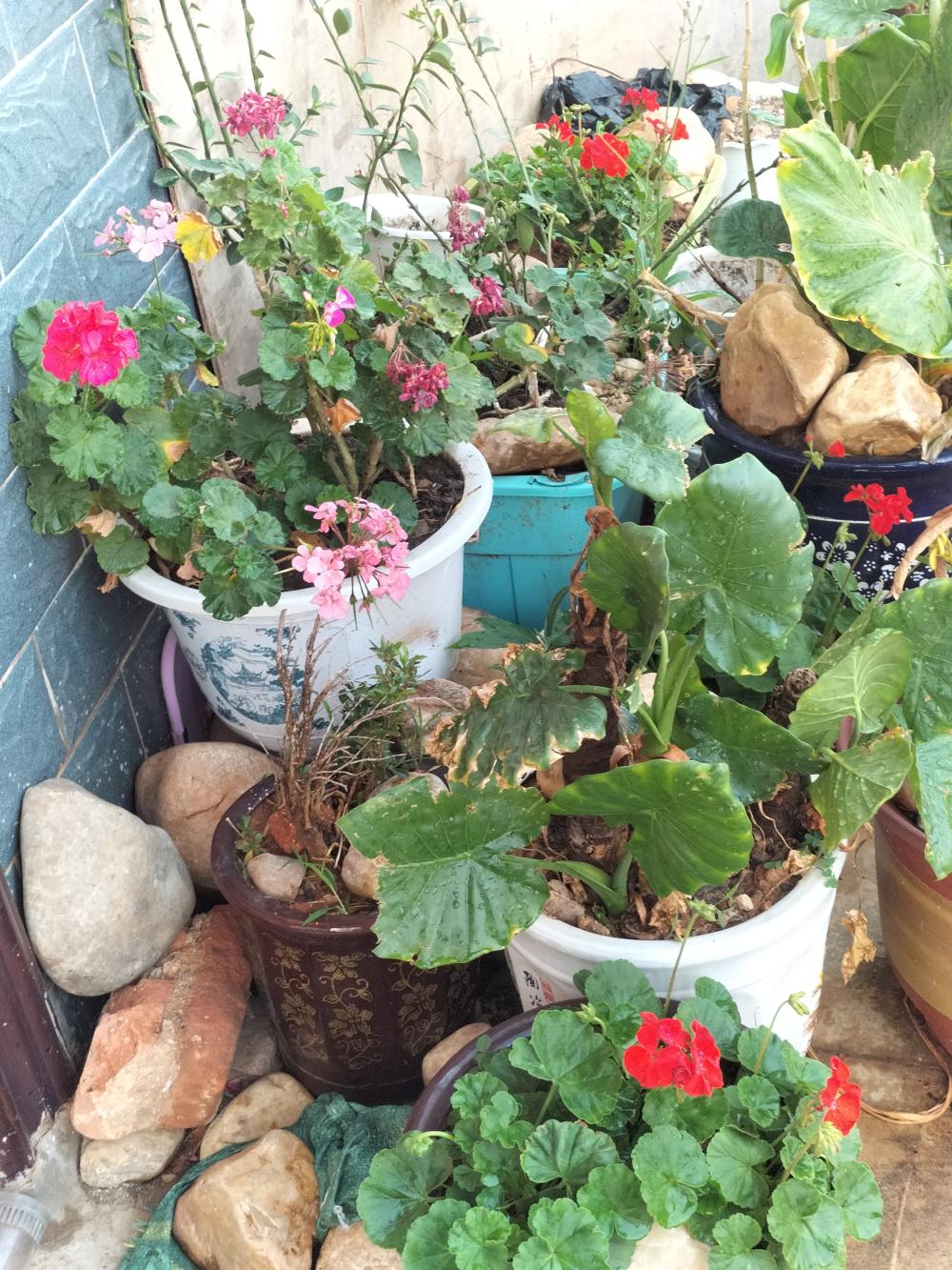 IMG20210423080218.jpg