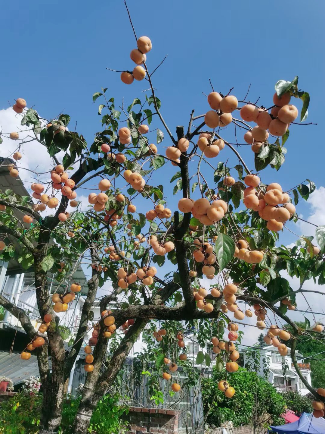 image_1792080613281.jpg