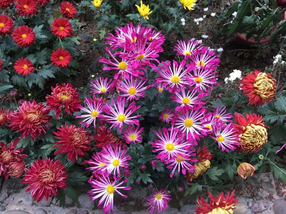 咏菊诗草8.jpg